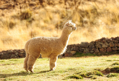 7 Reasons to Love Alpaca Wool